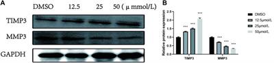 Synthesis and Anticancer Activity of Rhopaladins’ Analog RPDPD Against the HeLa Human Cervical Cancer Cell Line